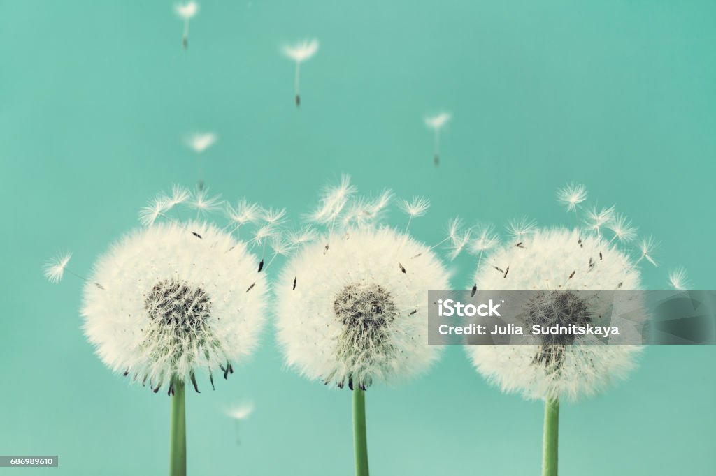 Drei wunderschöne Löwenzahn Blumen mit fliegenden Federn auf Türkis Hintergrund. - Lizenzfrei Drei Gegenstände Stock-Foto