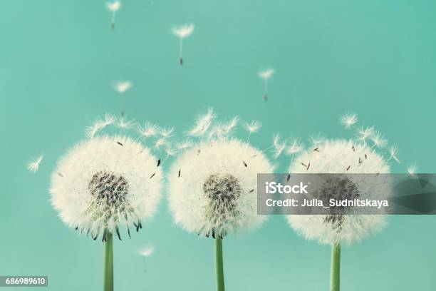 Drei Wunderschöne Löwenzahn Blumen Mit Fliegenden Federn Auf Türkis Hintergrund Stockfoto und mehr Bilder von Drei Gegenstände