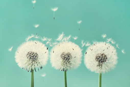 Nice field with fresh yellow dandelions and green grass. Small depth of field. Beautiful spring day.