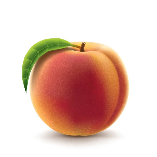 Peach fruit Peach fruit fruit clipart stock illustrations