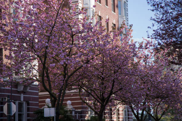 istock Pink cherry blossom trees modern  city 687000442