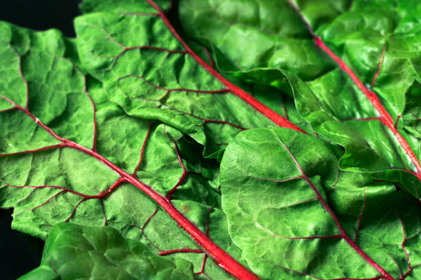 Leaves of red beets