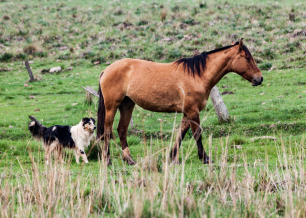 istock Criollo Horse Brazil 687001084