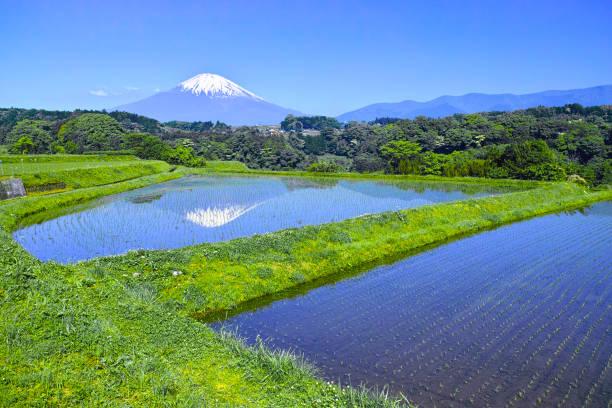 istock Upside down Fuji and rice paddy after rice planting 687010698