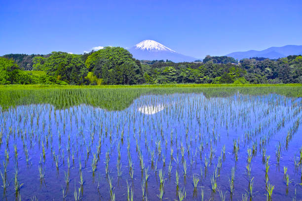 Upside down Fuji and rice paddy after rice planting
