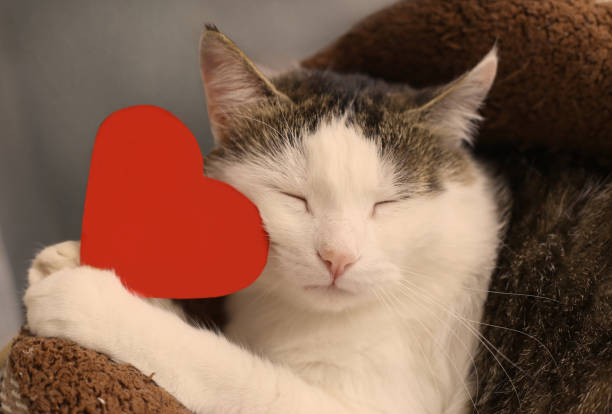 istock cat hold paper red heart with copy space close up portrait 687011070