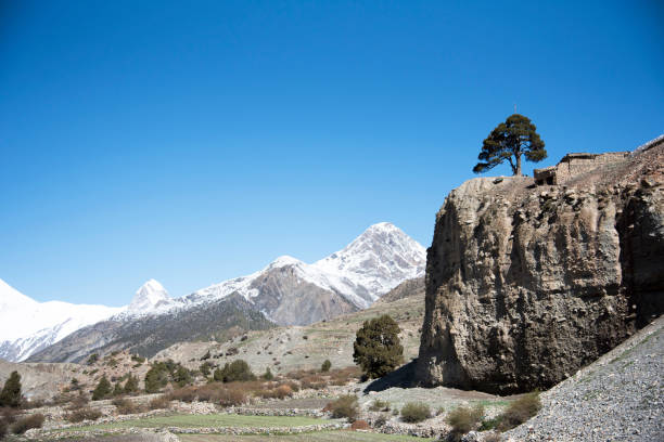 istock Lone tree on the top of the ridge 687011788