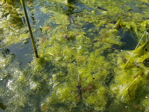 algae, cladophora