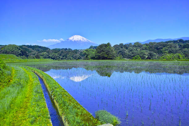 Upside down Fuji and rice paddy after rice planting