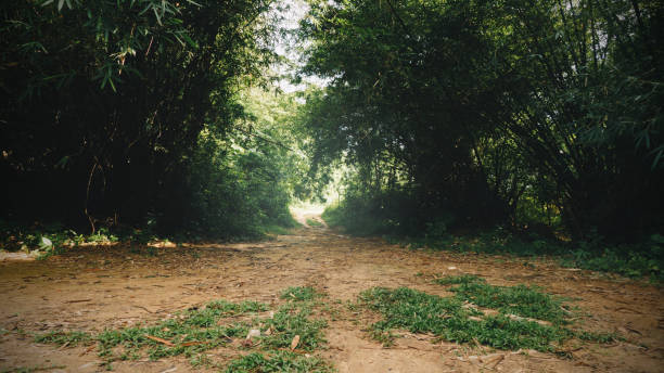 forest walking path stock photo