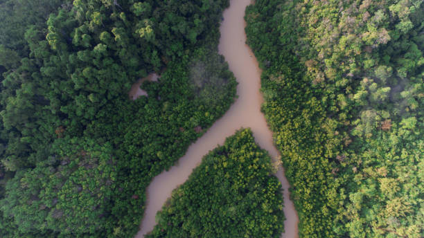 istock Aerial view of mangrove forest and river 687018444