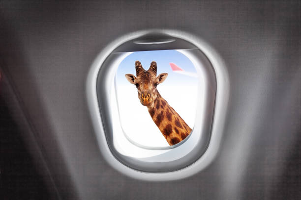 blick durch ein flugzeugfenster giraffe - pre flight stock-fotos und bilder