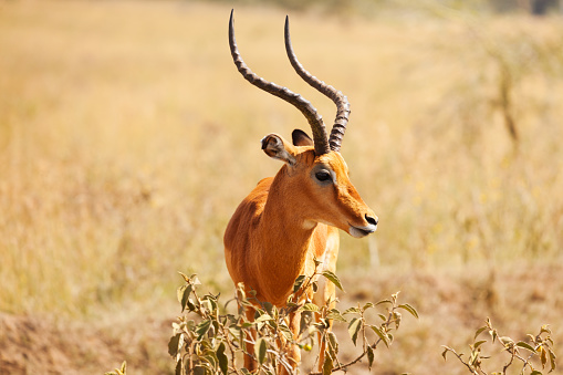Portrait of male impala with lyre-shaped horns, standing in the savannah of Kenya, Africa