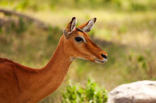 Close-up portrait of beautiful impala with tan coating coloration, Kenya, Africa