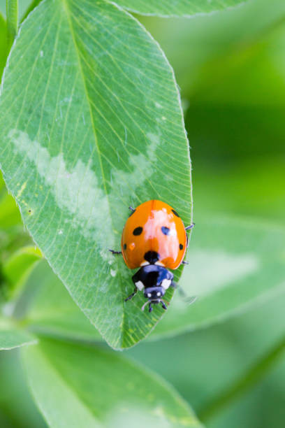 istock Ladu bug with seven spots pn green leaf view from top macro 687030998