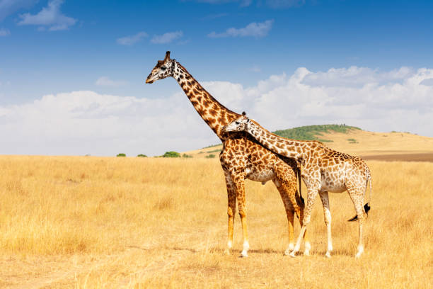 istock Giraffe and calf standing together in savanna 687031154