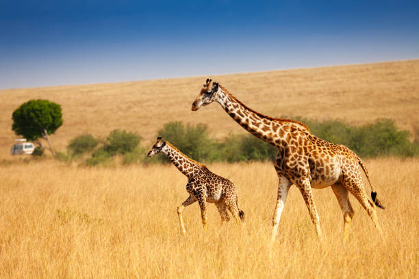 istock Mother giraffe walking with little calf in savanna 687031218