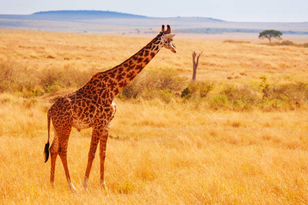 Solitary wild giraffe in Amboseli national park, Kenya.