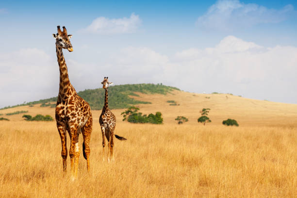 Masai giraffes walking in the dry grass of savanna Portrait of two Masai giraffes walking in the dry grass of Kenyan savannah, Africa tanzania stock pictures, royalty-free photos & images