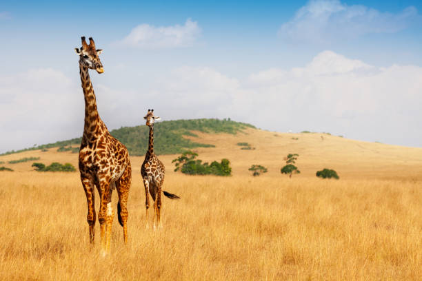 Masai giraffes walking in the dry grass of savanna Portrait of two Masai giraffes walking in the dry grass of Kenyan savannah, Africa masai mara national reserve stock pictures, royalty-free photos & images