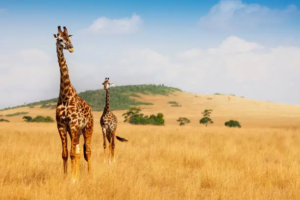 Photo of Masai giraffes walking in the dry grass of savanna