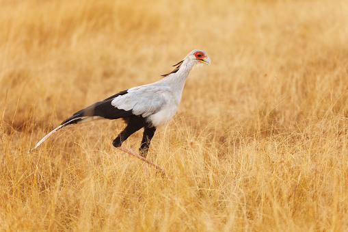 Close-up picture of secretary bird hunting its prey on foot among the tall dried grass of African savannah