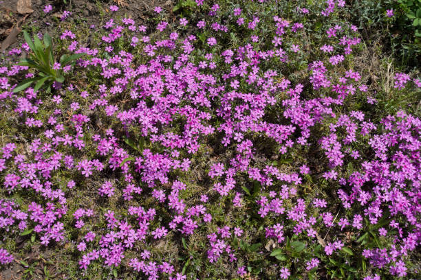 istock Flowering cushion of Phlox subulata in spring 687031452