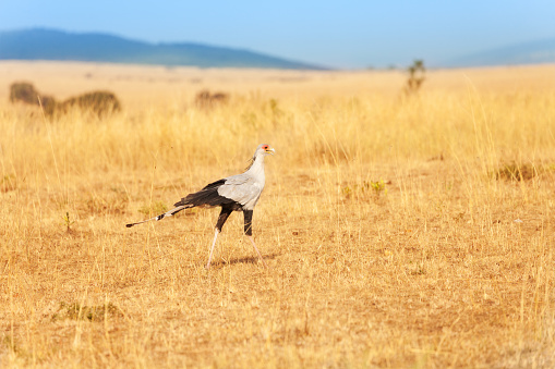 Secretary bird walking in grassland of Kenyan savannah, Maasai Mara National Reserve