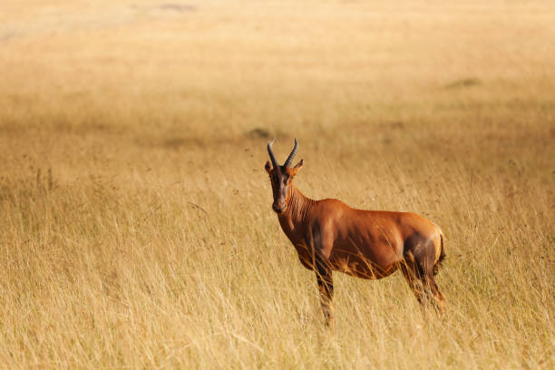 topi standing in dried grass of kenyan savannah - masai mara national reserve masai mara topi antelope imagens e fotografias de stock