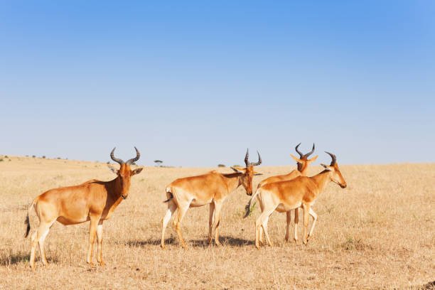 herd of topis pasturing in kenyan savannah, africa - masai mara national reserve masai mara topi antelope imagens e fotografias de stock