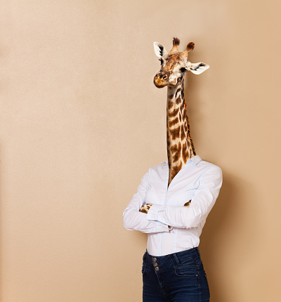 Portrait of giraffe woman dressed up white collar style, standing her arms folded, against background with copy-space, concept of office worker