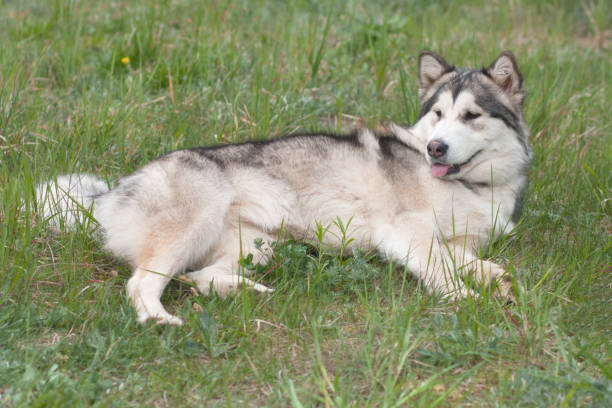 istock A large malamute breed dog lies on the grass 687034018