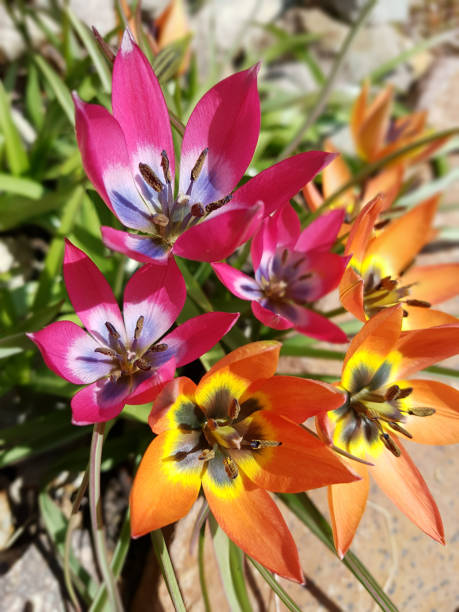 Tarda; Botanical, tulip; Tulip; Tarda; Botanical, tulip; Tulip; tulipa tarda stock pictures, royalty-free photos & images