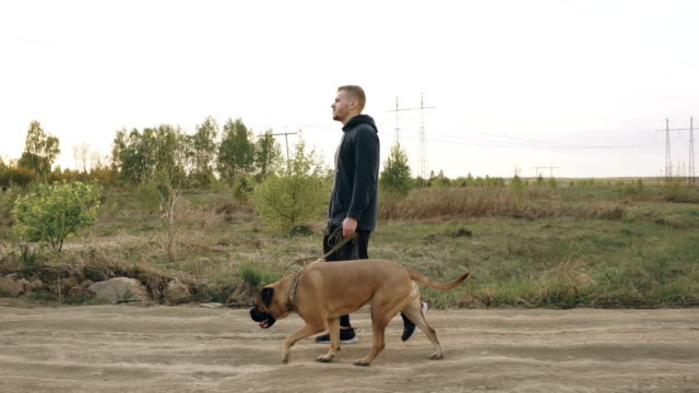 Dolly shot of Young sporty man walking with his bullmastiff dog outdoor at nature after gym training