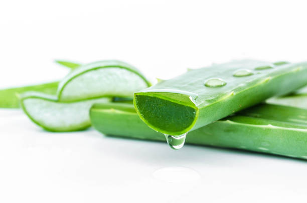 istock slice aloe vera fresh leaf isolated on white background 687037210