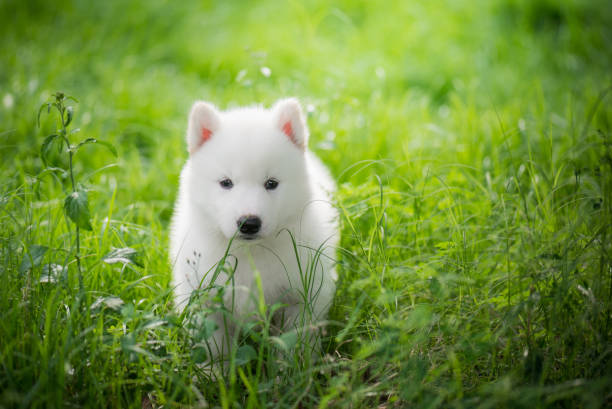 istock siberian husky puppy playing on green grass 687045390
