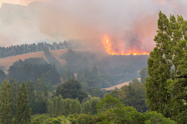 istock Large uncontrollable wildfire burning with smoke and high flames. 687046574