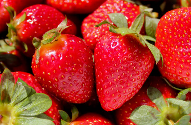 A group of wonderful strawberries - food concept stock photo