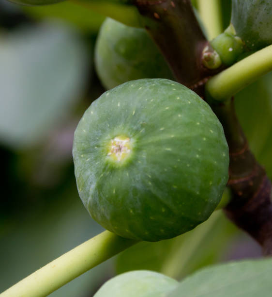 Two figs on the tree stock photo