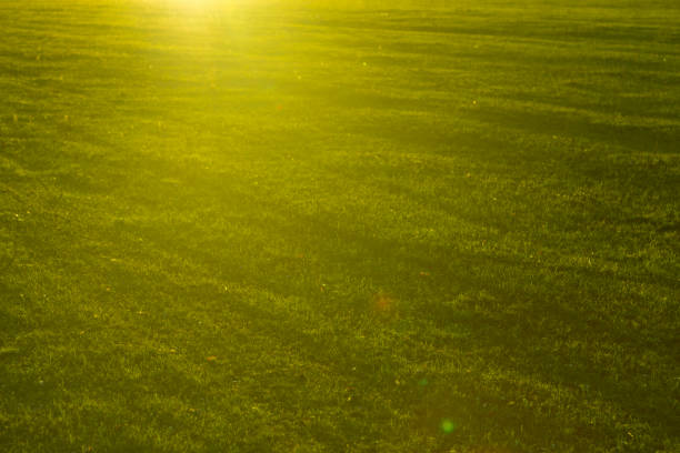 istock Green grass close-up in sunset. Summer or spring meadow 687052942