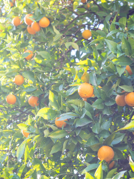 istock Oranges growing in Portugal 687053656