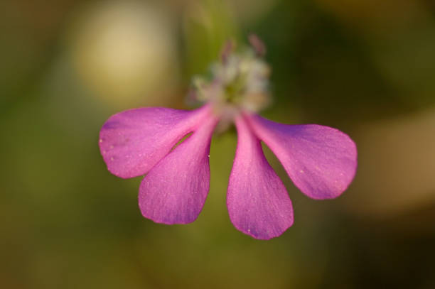 istock purple flower petals 687061644