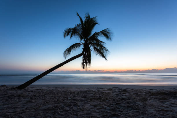 istock Tropical beach and coconut tree in summer, Thailand 687062644