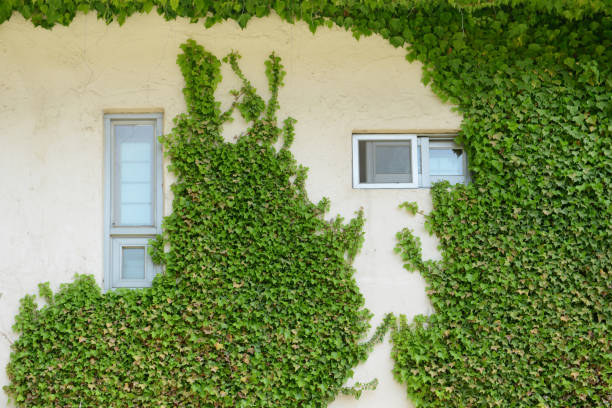 Wall with ivy vines attached Wall with green ivy vines attached Boston Ivy stock pictures, royalty-free photos & images