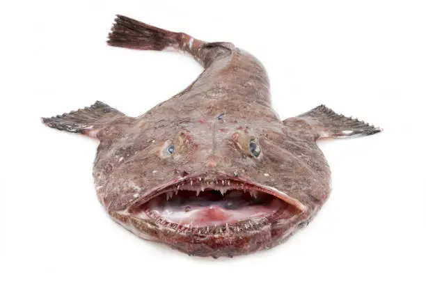 Big Monkfish (Lophius piscatorius) on a white background