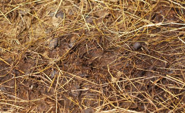 istock deer feces in farm 687067480