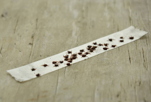 istock dog ticks got kill by stick on transparent adhesive tape 687068616