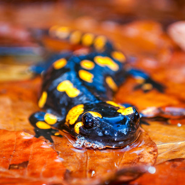 istock Fire Salamander at the autumn foliage in nature. 687068642