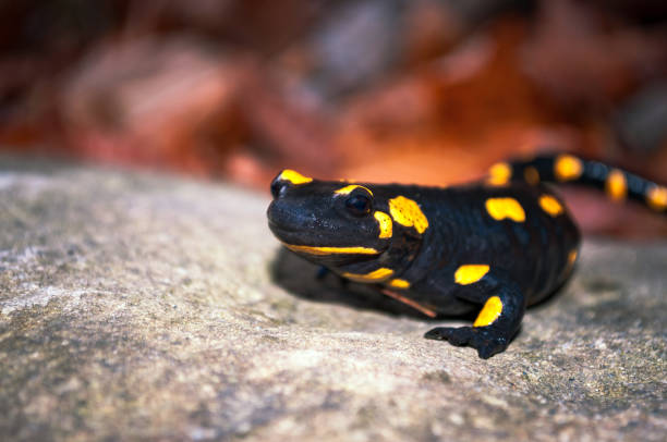 istock Fire Salamander on the stone in nature. 687068650