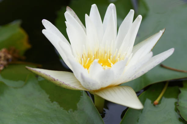 istock Beautiful white and yellow Lotus in pool 687072210
